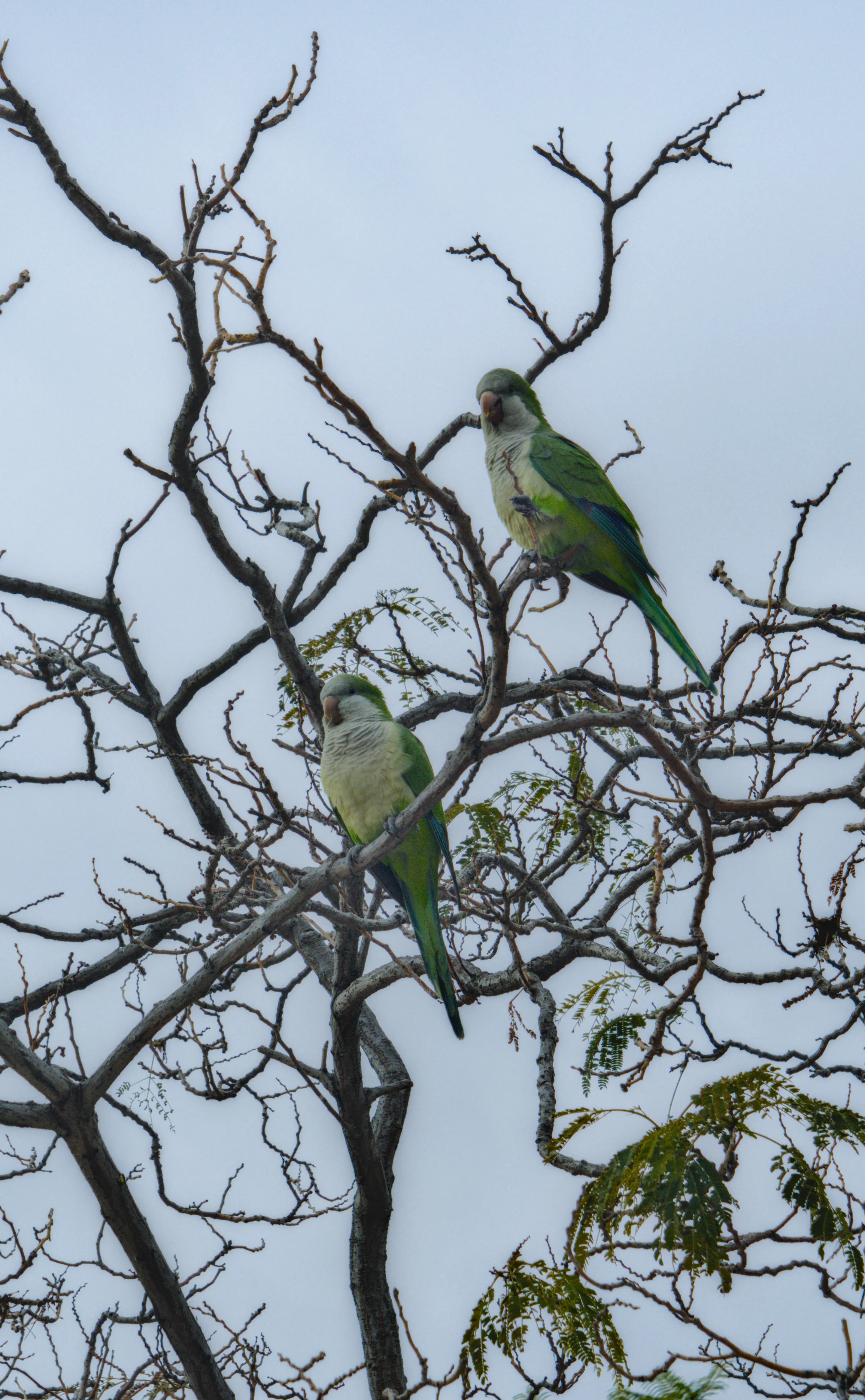 Industar-50-2 50mm f3.5 (M42) - _I4A7604.webp